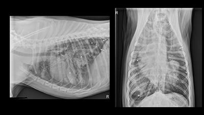 Traumatic Pulmonary Pseudocysts in a Young Dog Following Non-penetrating Blunt Thoracic Trauma